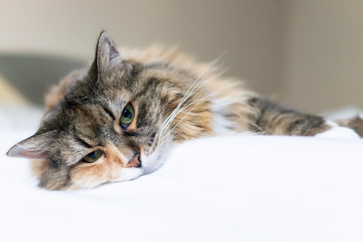 insufficienza renale nei gatti