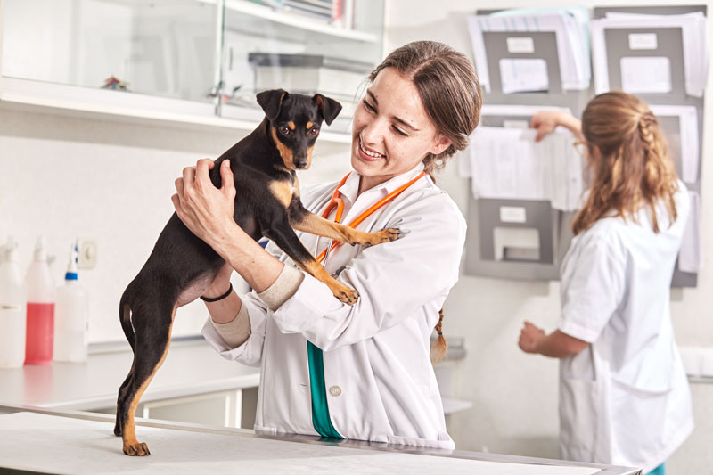 Gale sarcoptique chez le chien : le réflexe audito-podal comme diagnostic