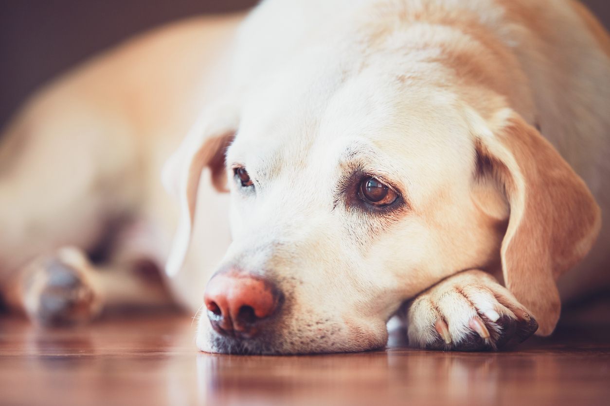 sintomas leishmaniasis en perros
