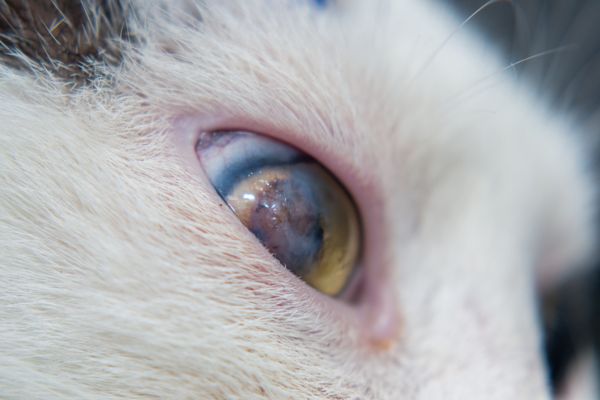 ulcere oeil chat