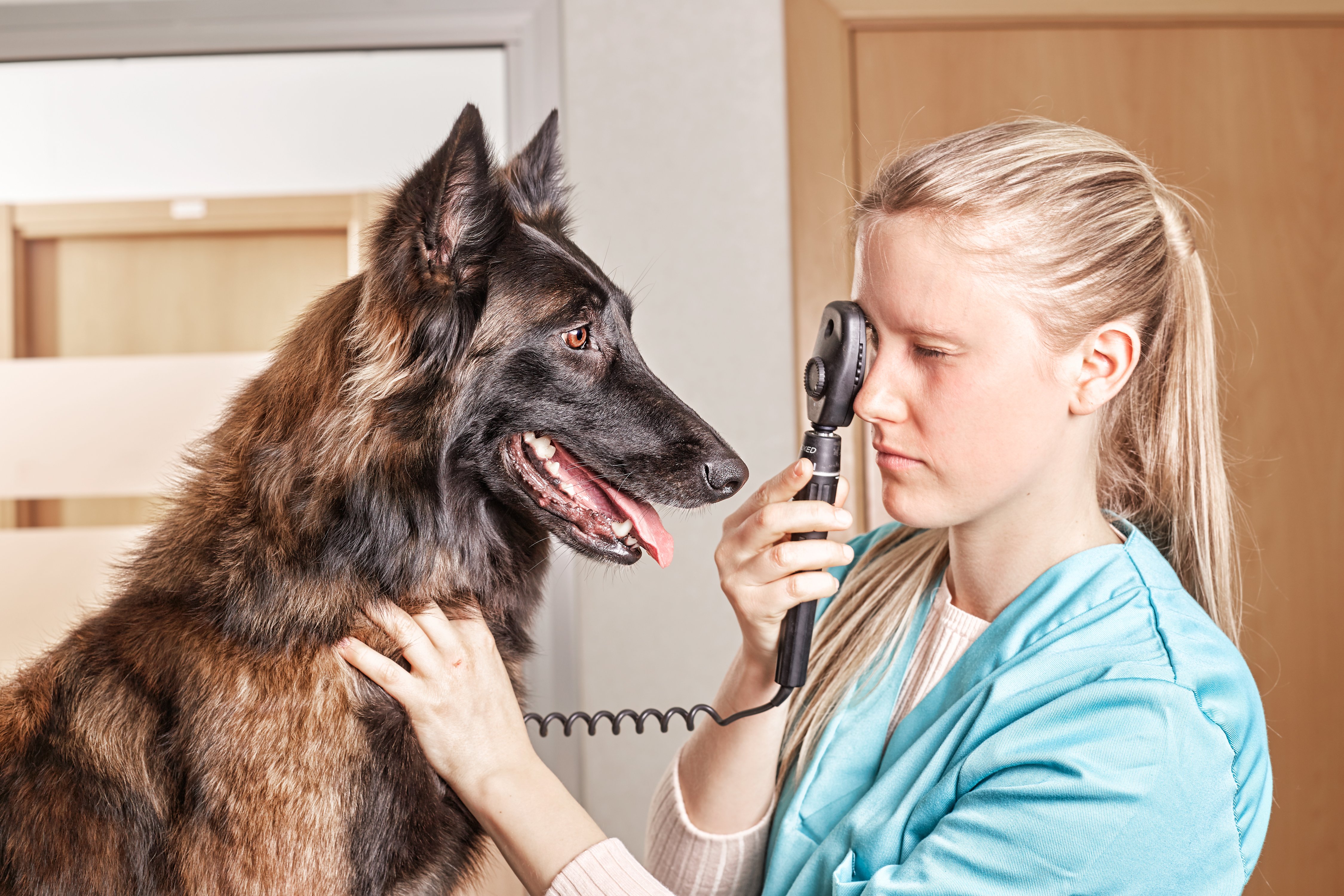úlcera corneal en perros