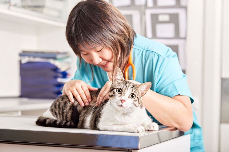 Cereal rural Refrigerar Alopecia en gatos: evaluación clínica y diagnóstico diferencial | Vets &  Clinics