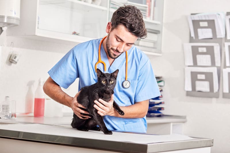 parasitic colitis in cats