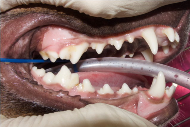La dentadura de perros y cuidado | Vets & Clinics