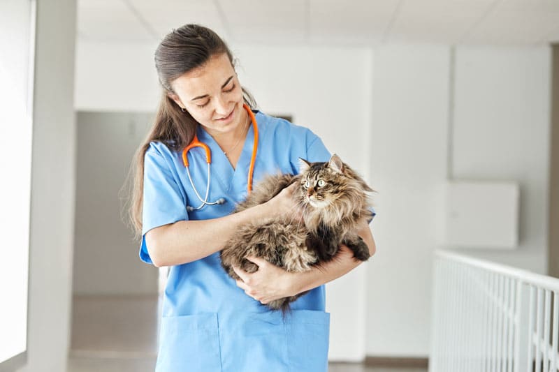 Por favor deseable Avanzado Espasmos en gatos: ¿qué es el síndrome de hiperestesia felina?