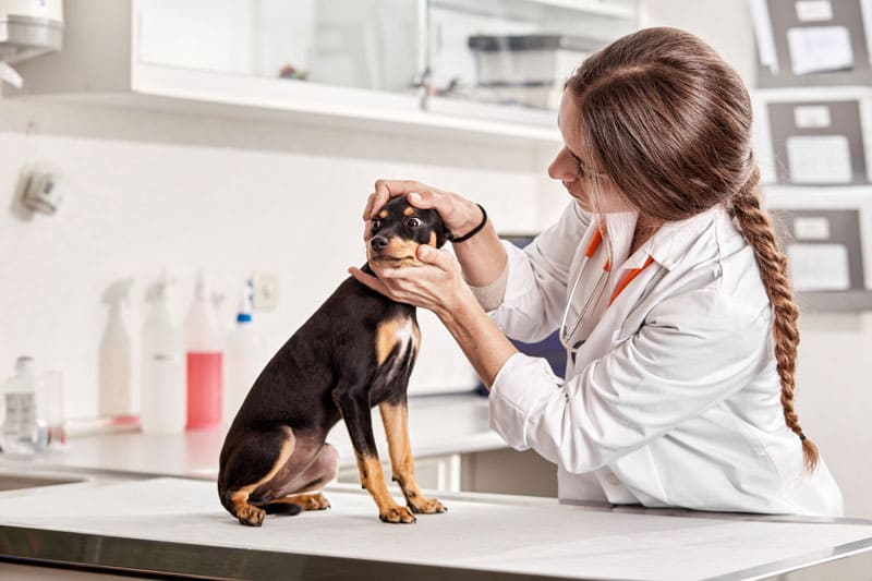 fluidoterapia-veterinaria