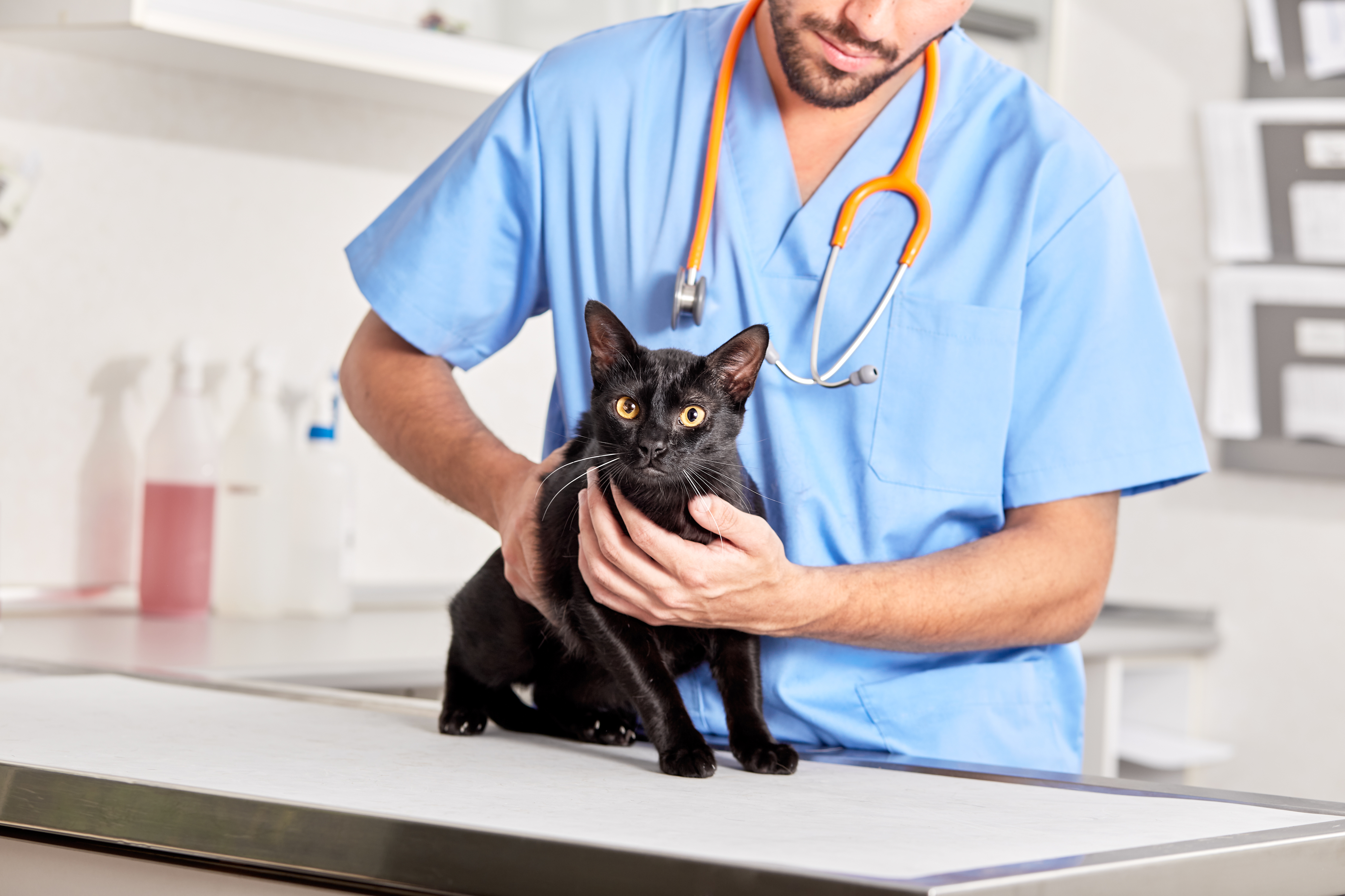 Vacuna giardia gatos, Vacuna giardia canina