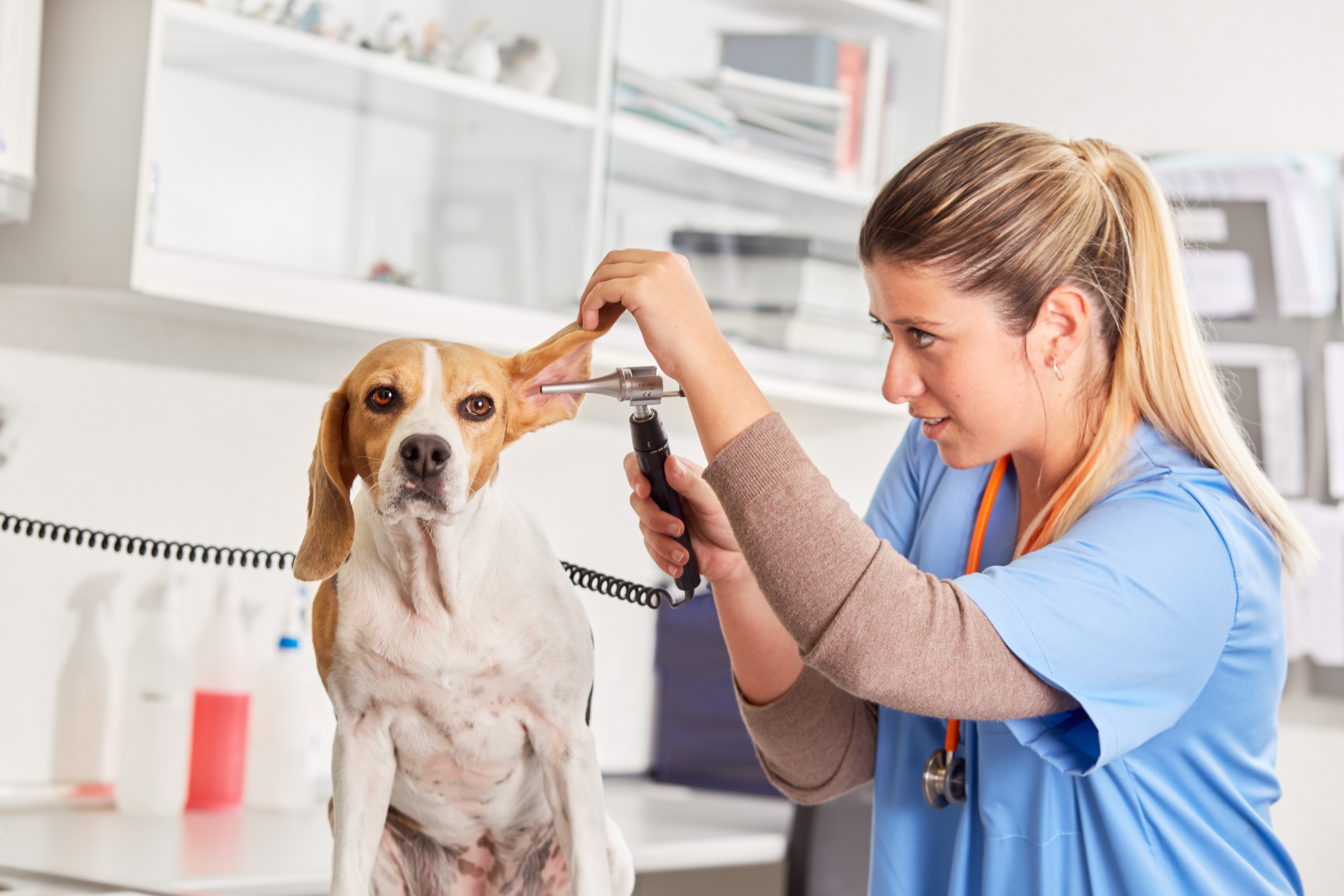 otitis en perros tratamiento