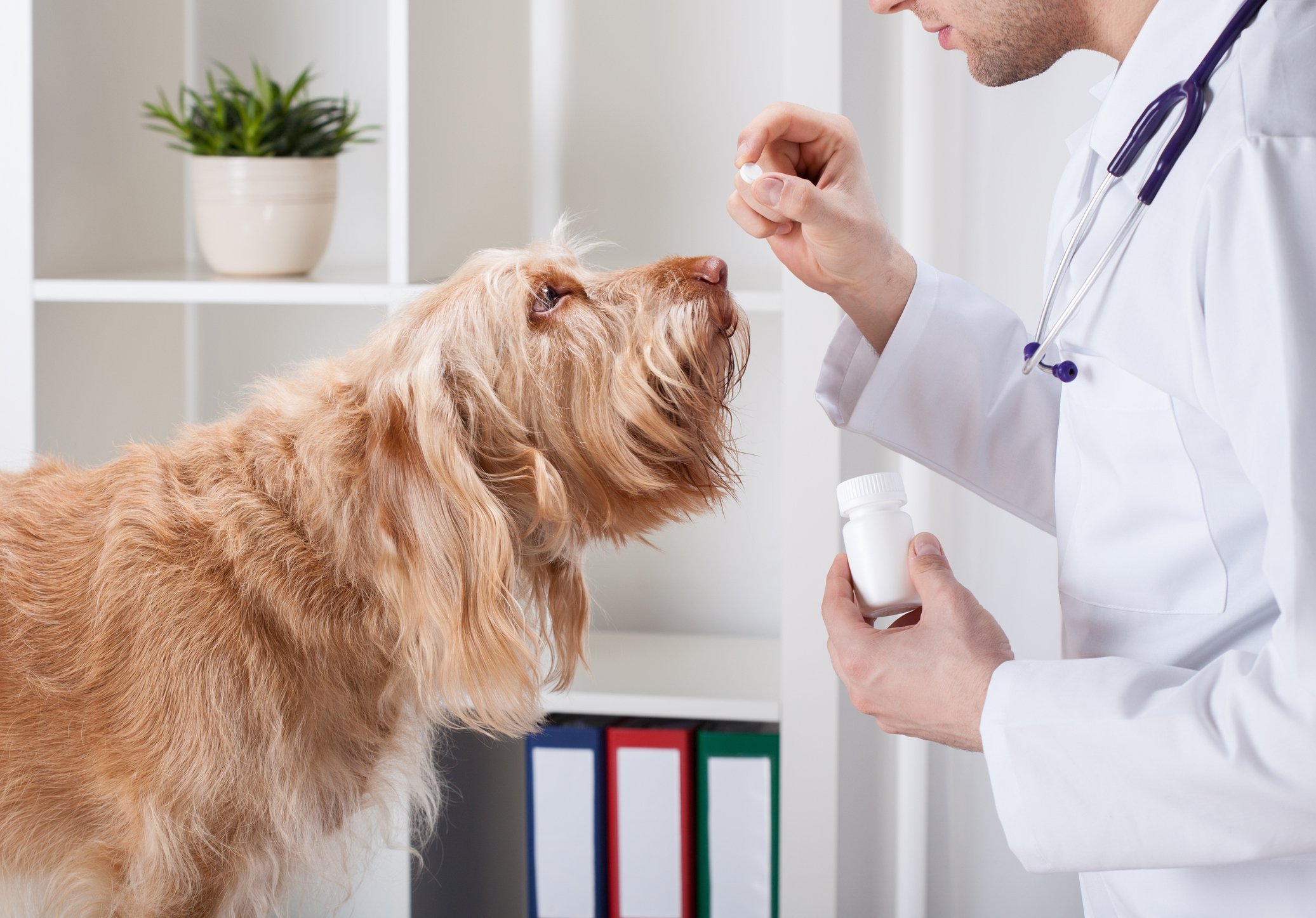 Paracetamol para perros: síntomas y