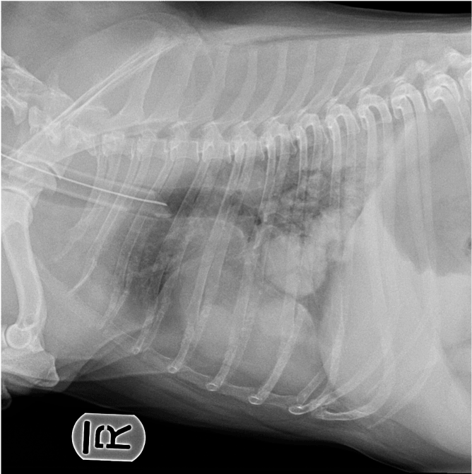 Interés de radiografía de tórax en el perro con disnea Vets & Clinics