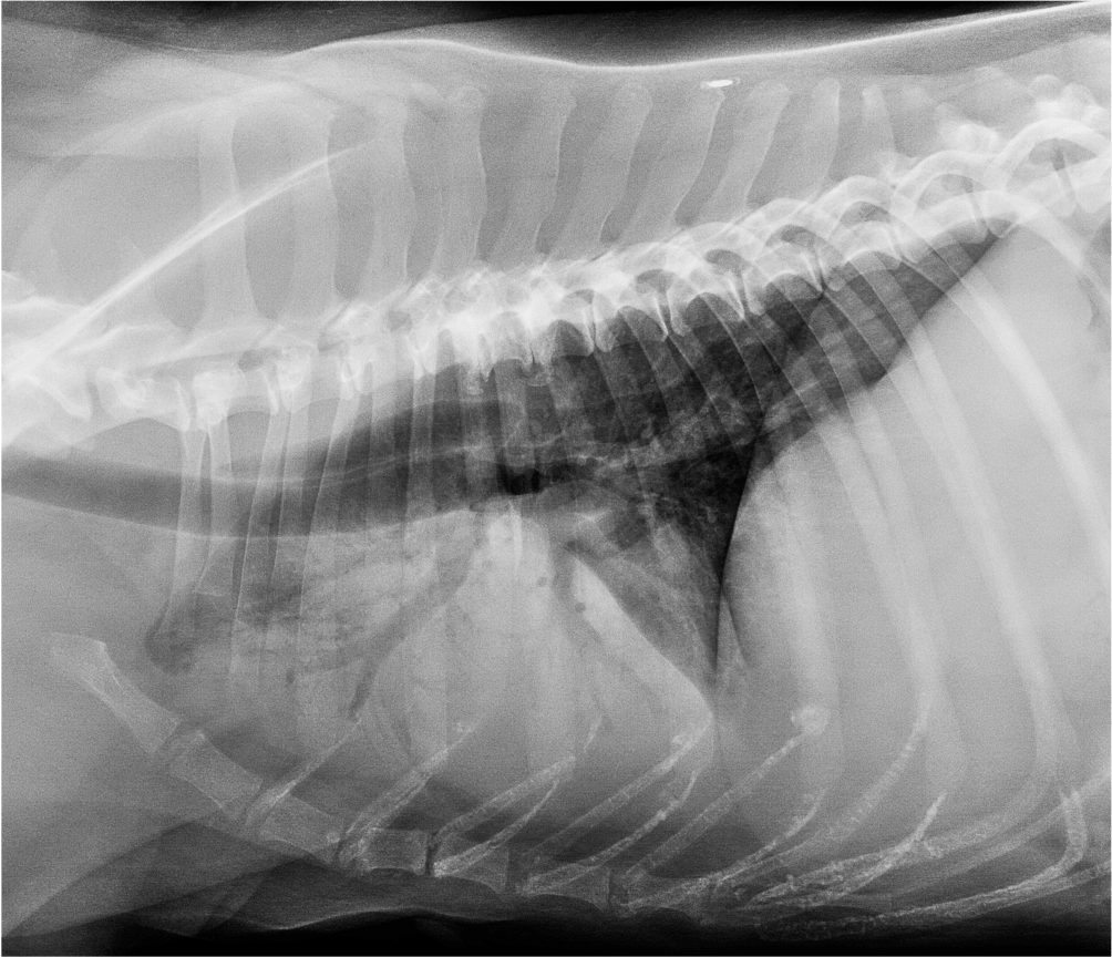Relevância da radiografia ao tórax no cão com dispneia