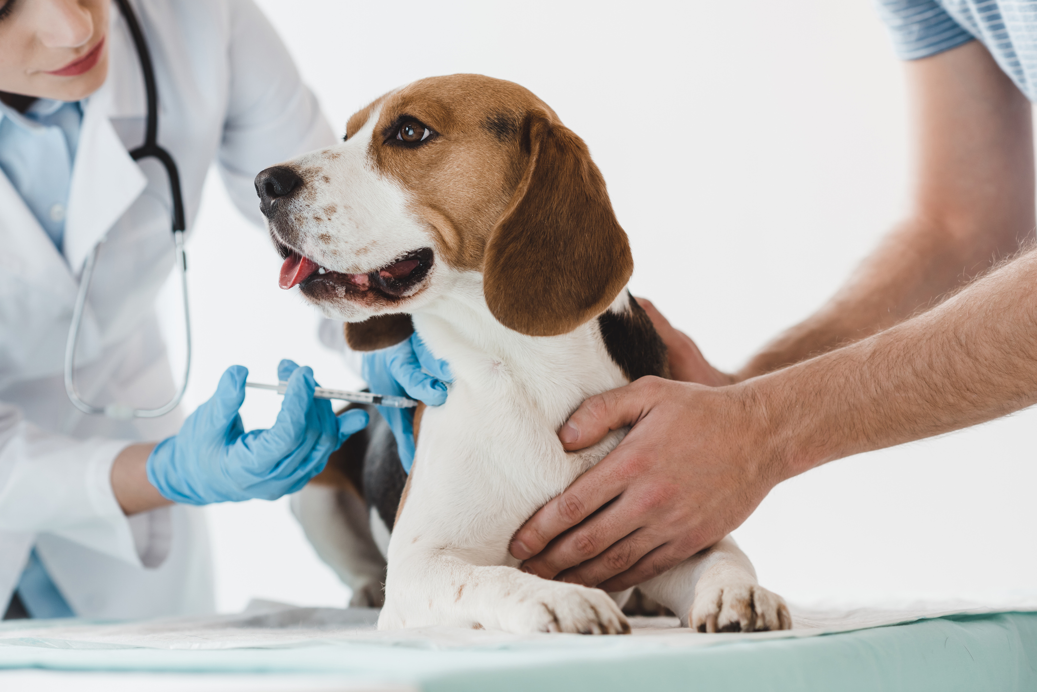 vacunas obligatorias perros