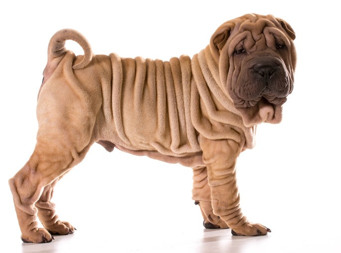 Verrugas en perros: revisión de la papilomatosis canina | Vets & Clinics