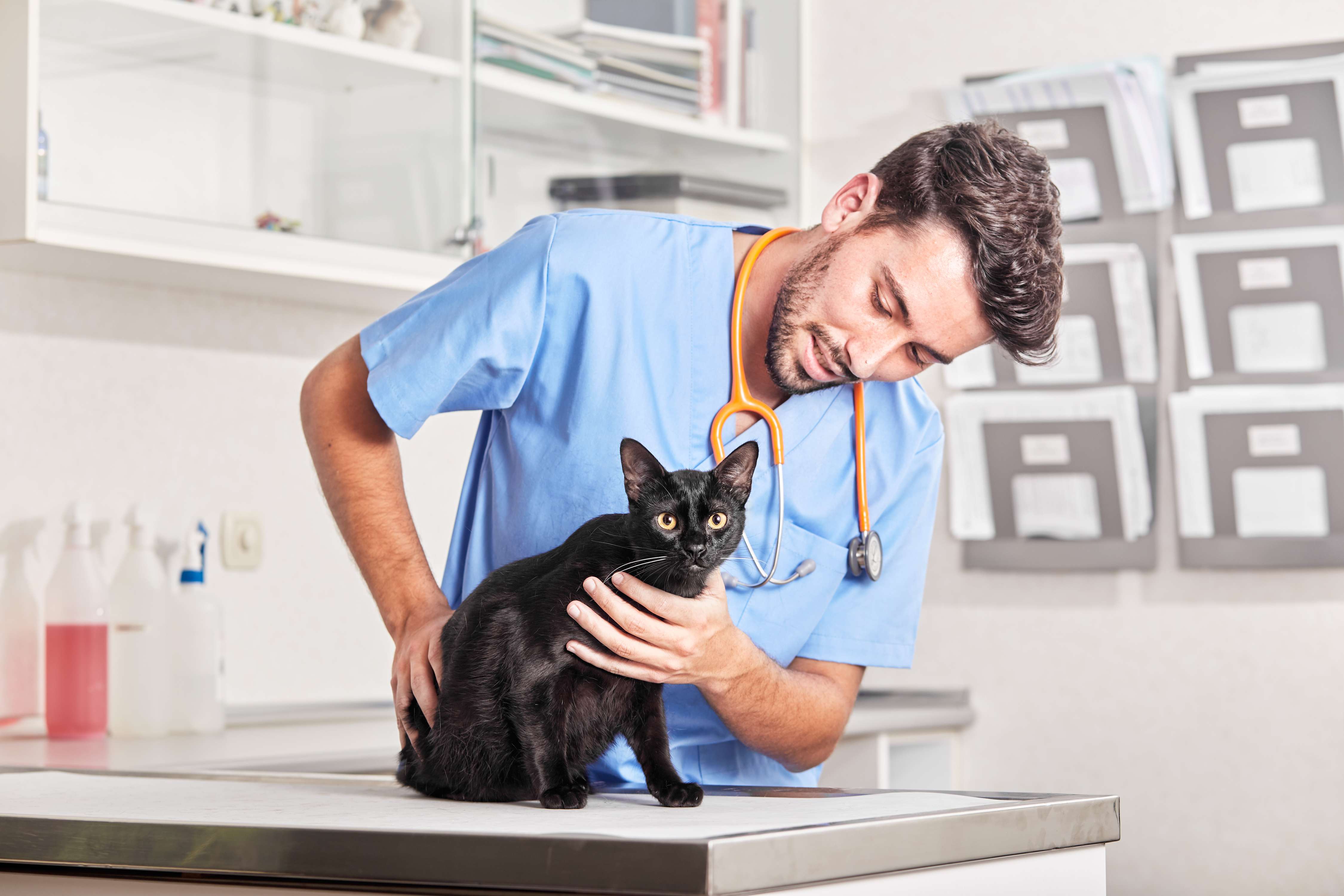 insuficiencia renal en gatos