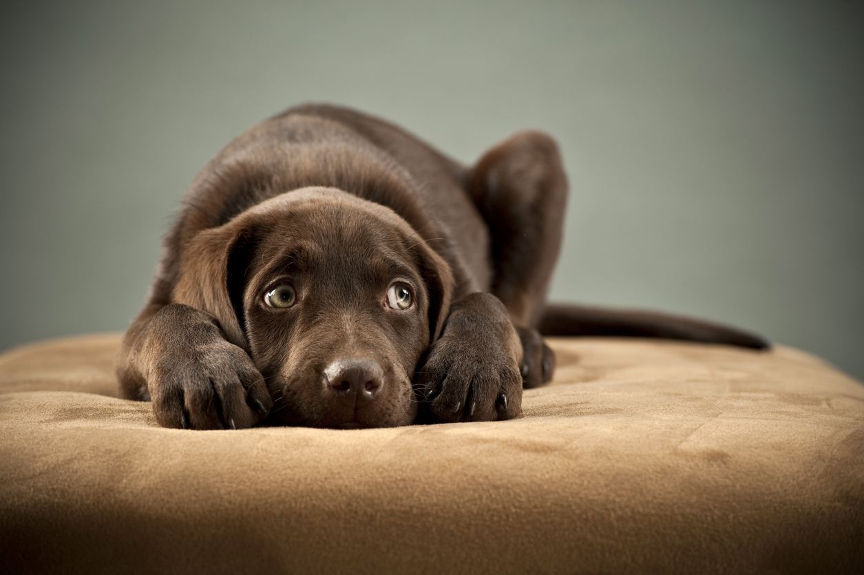 Papiloma en perros: papilomatosis oral canina | Vets & Clinics