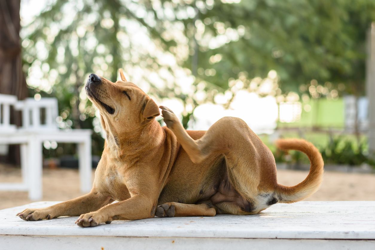 eczema en perros